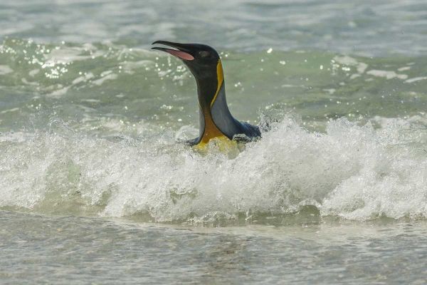 East Falkland King penguin in surf
